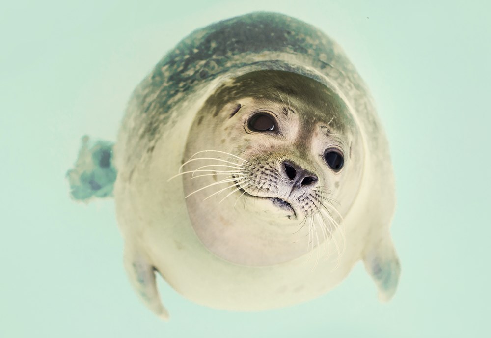 Onderwerp zeehonden werkstuk